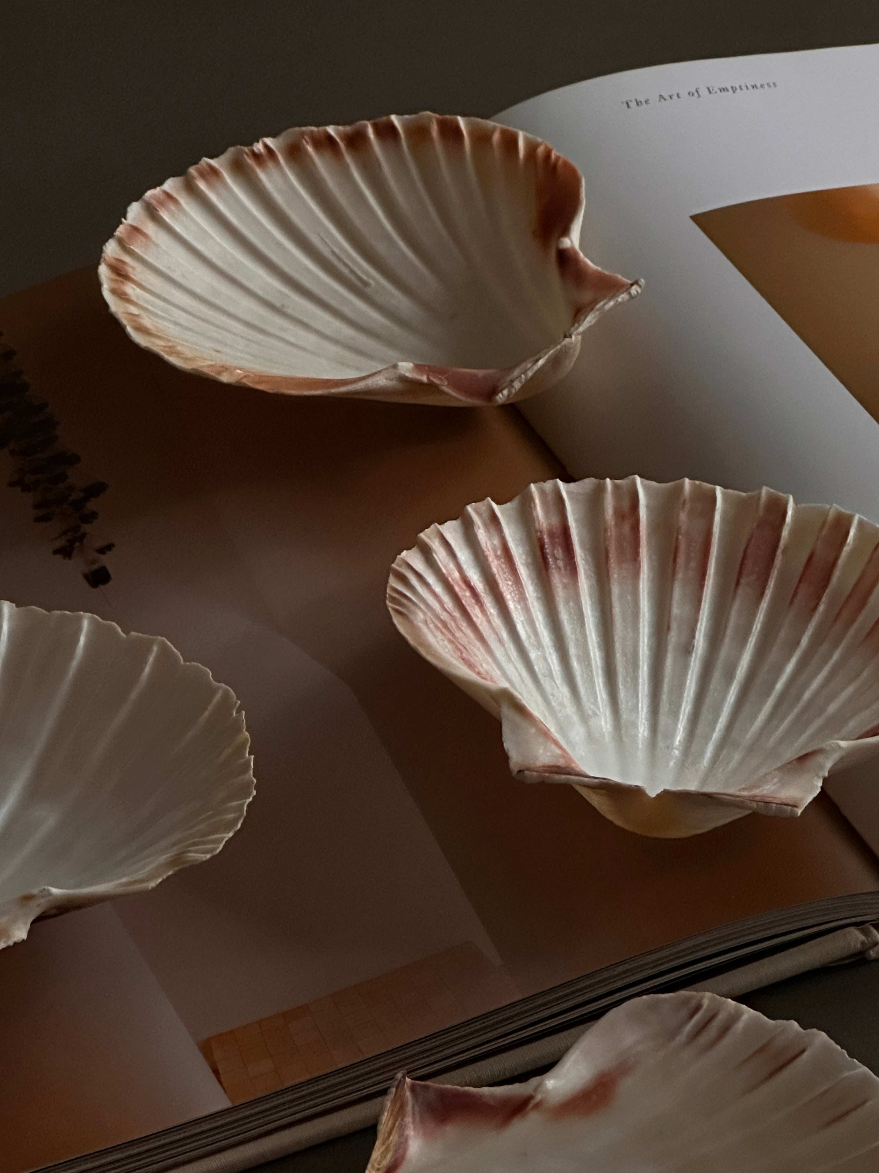 Natural Shell Serving Plates - Set of 4