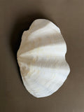 Natural Sculptural Shell