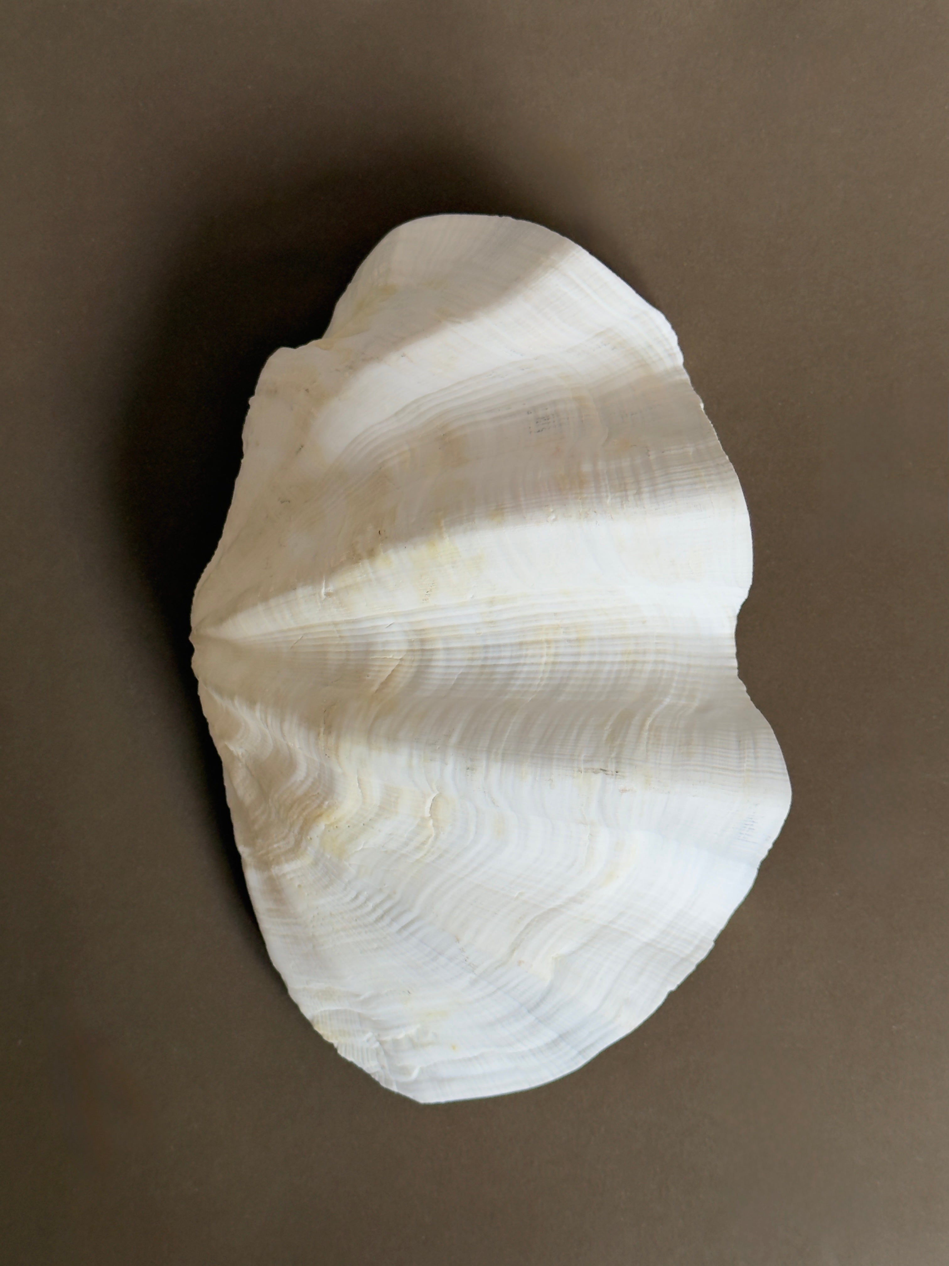 Natural Sculptural Shell